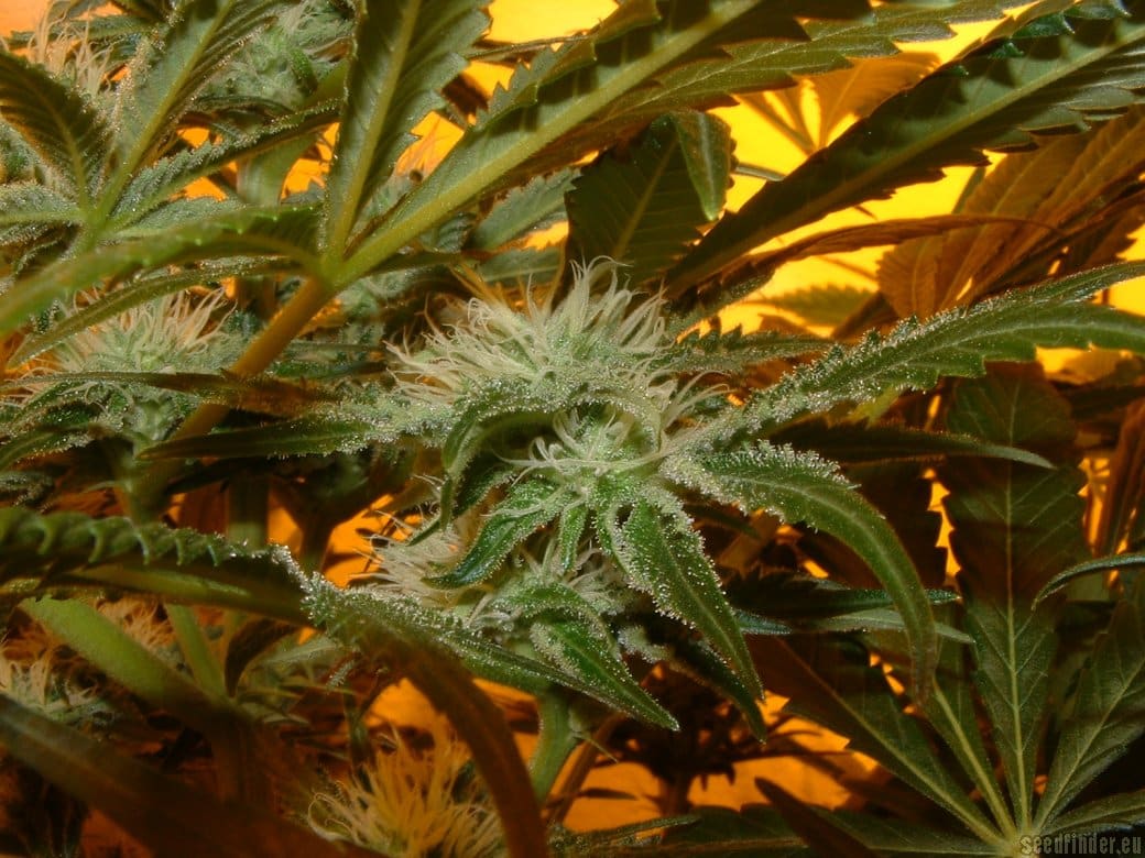 ATA Tundra. Fresh Seeds. 
Original Seeds ATA Tundra