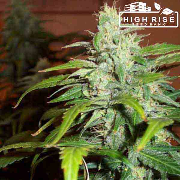 Auto Joint Doctor Mix