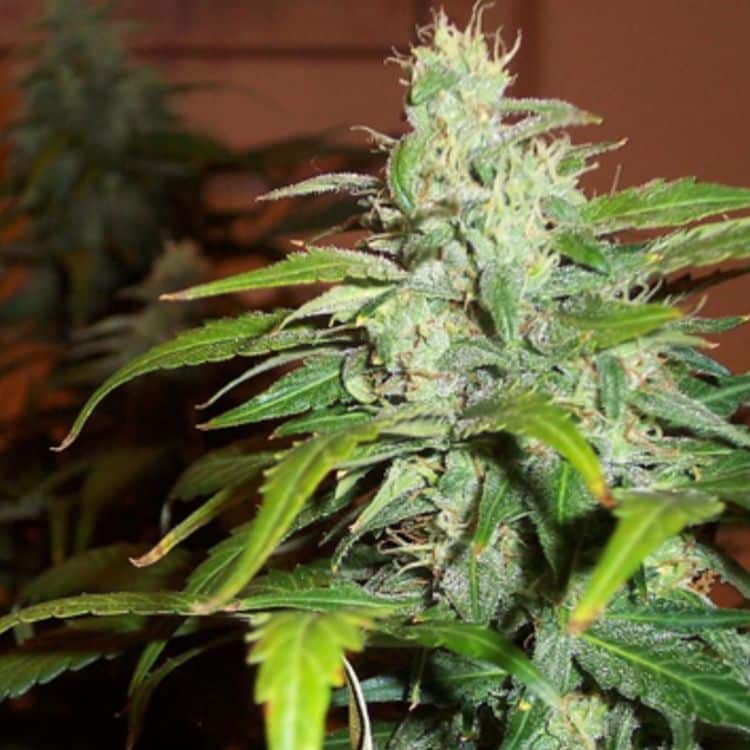 Auto Joint Doctor Mix,Fresh Seeds. Auto Joint Doctor Mix