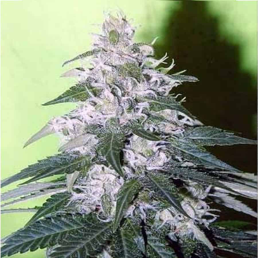 Black-Rhino. Fresh Seeds Black-Rhino