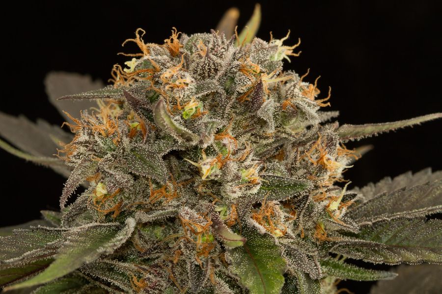 Blue Cush Blue Cush , Original Seed's