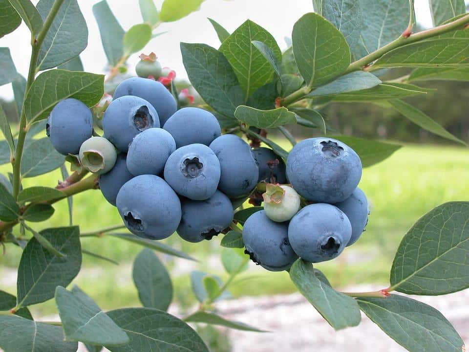 Blueberry. Fresh Seeds. useful Seeds. Blueberry