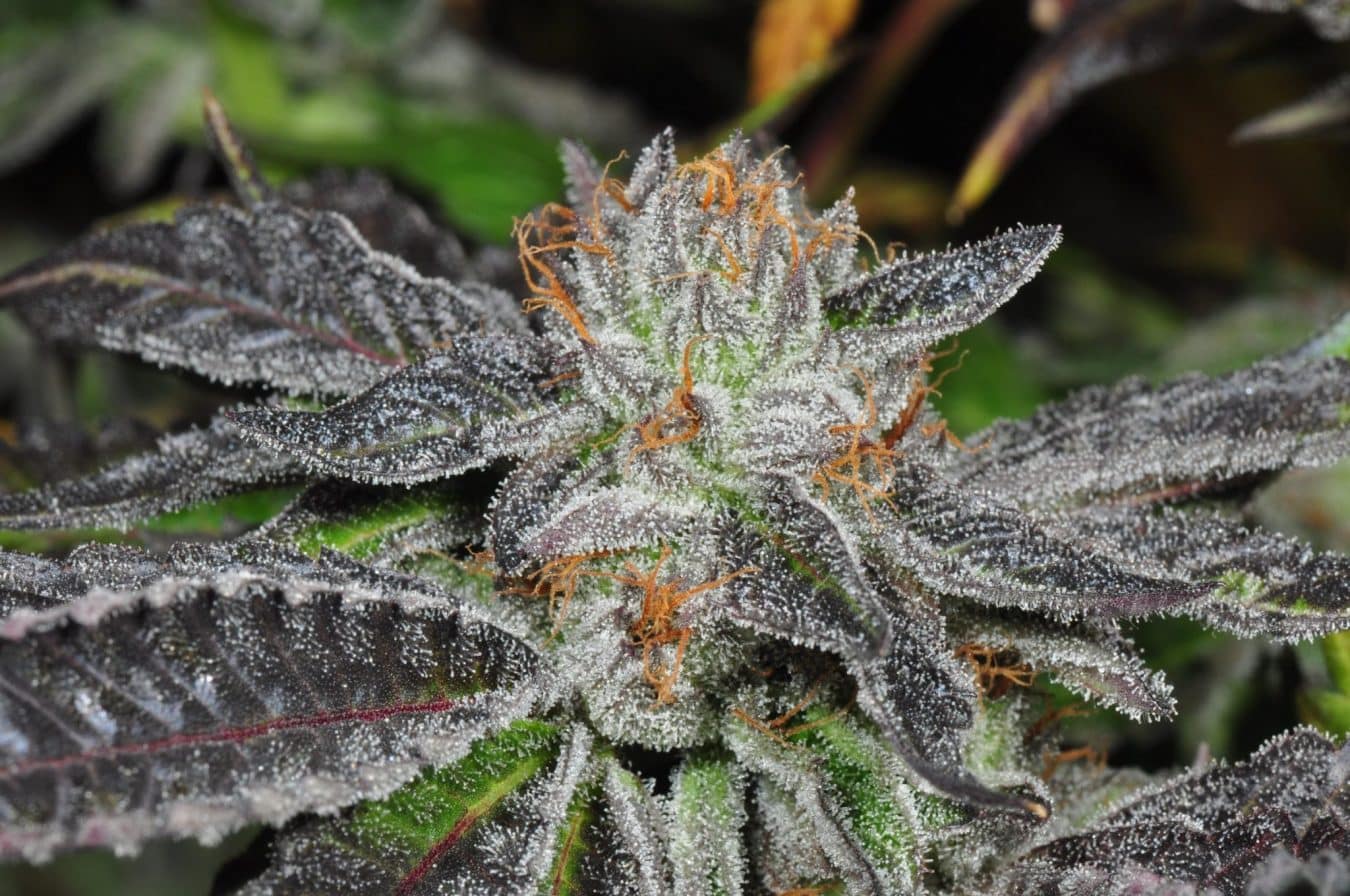 Bubba Kush. useful Seeds Bubba Kush