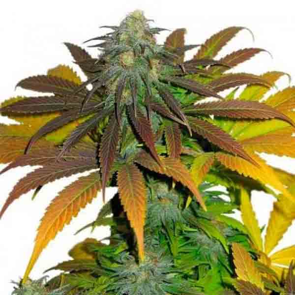 California Orange. Fresh Seeds California Orange