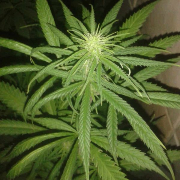 Cannabis_citrus_super_haze