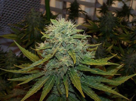 Chronic Ryder, original Ryder