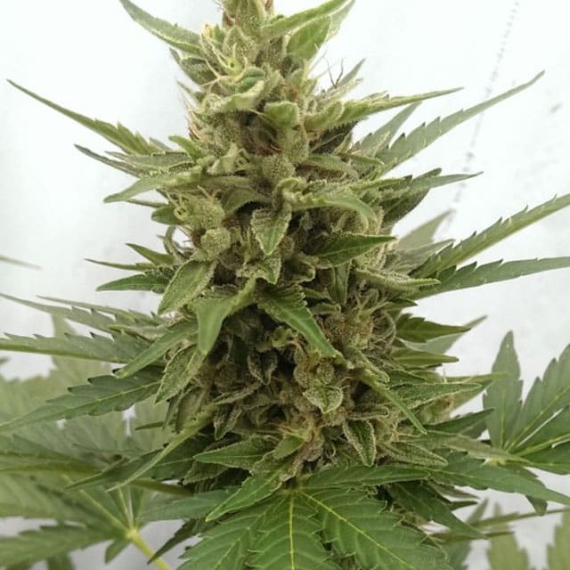 Critical Ogre
Original Seed's Critical Ogre