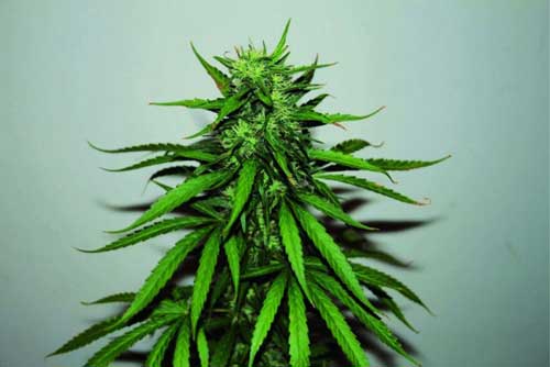 jungle wreck. original .  jungle wreck