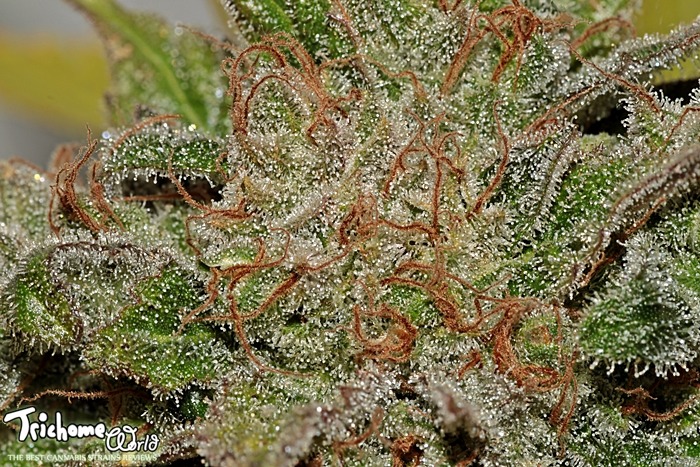 Modified by CombineZP