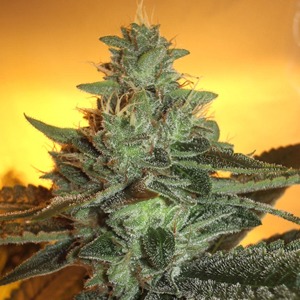 Northern Lights x Blueberry