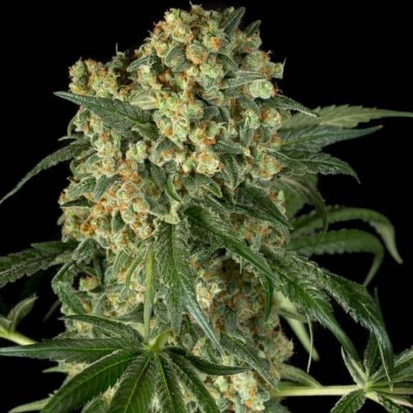 OG Kush . Original  Seeds .
Fresh Seeds OG Kush