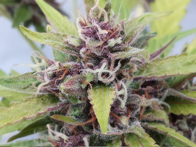 Purple ryder