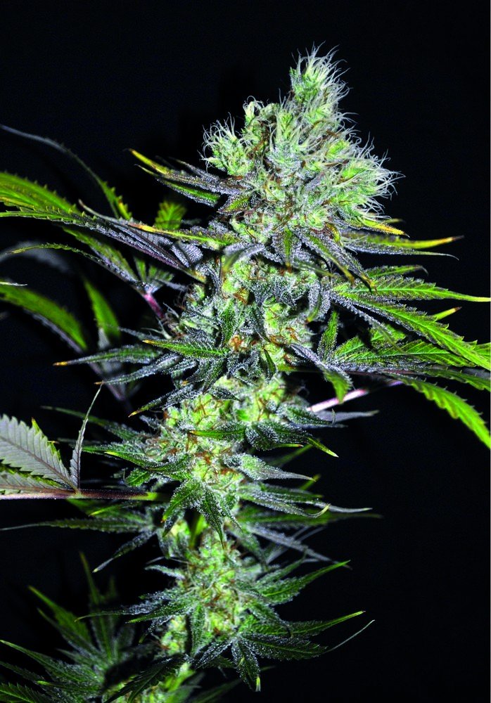 Sweet 'N Sour Widow. Original Seeds Sweet 'N Sour Widow
