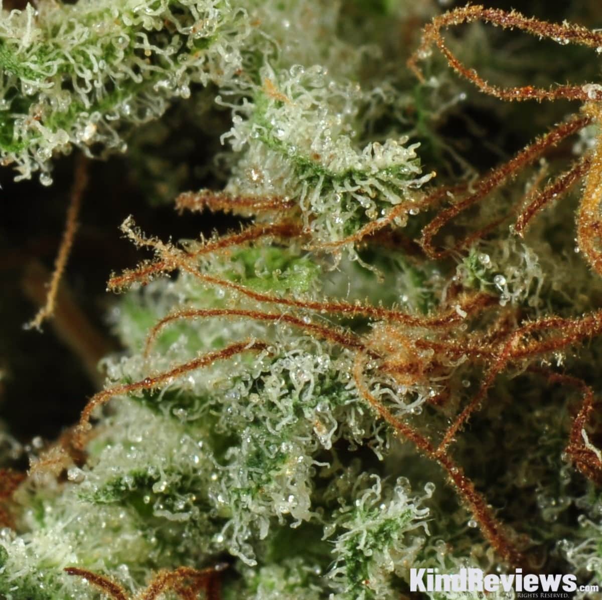 White Widow. Fresh Seeds.
 White Widow