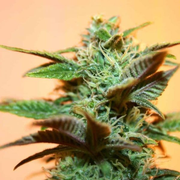 Royal AK-47 canabis Seeds