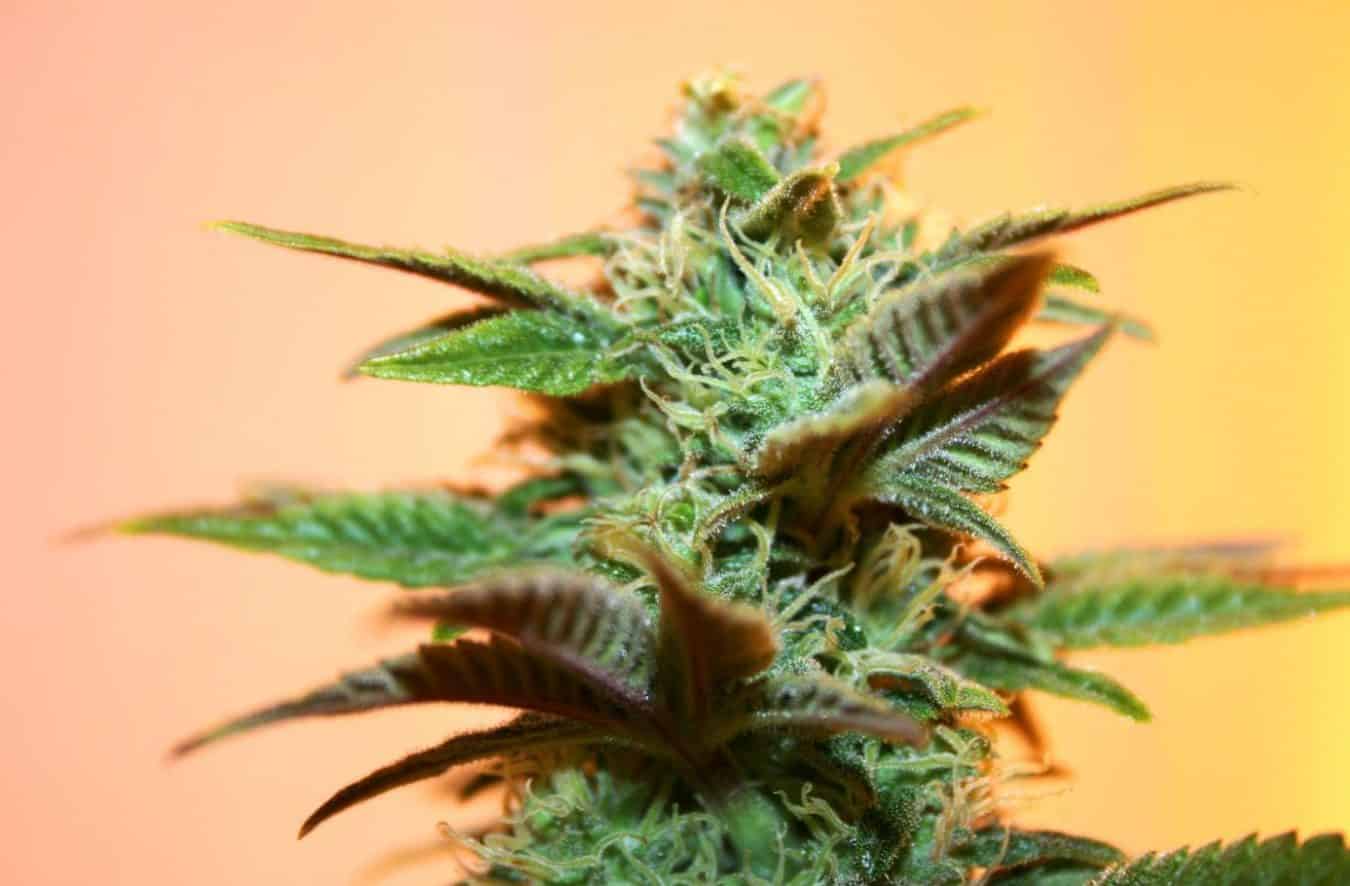 ak. Fresh Seeds. Useful Seed. ak