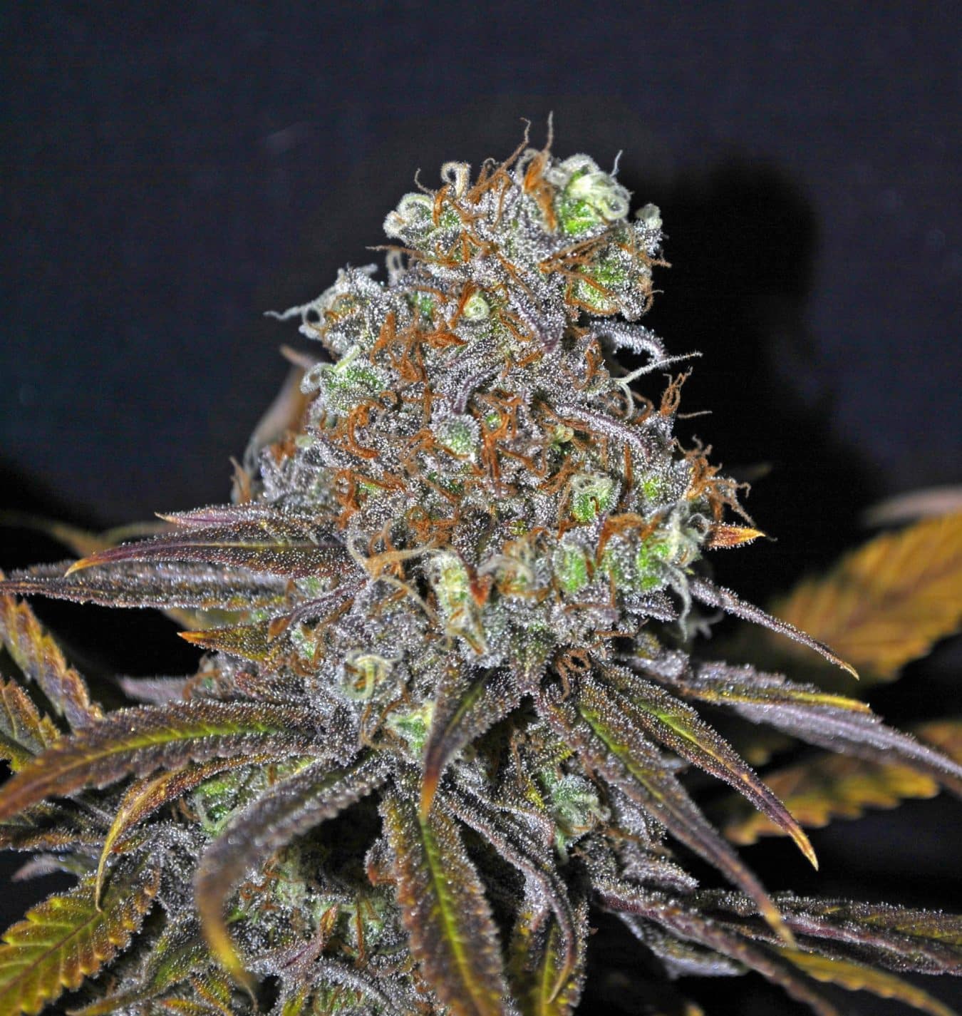 cbd-critical-mass. Original Seeds cbd-critical-mass