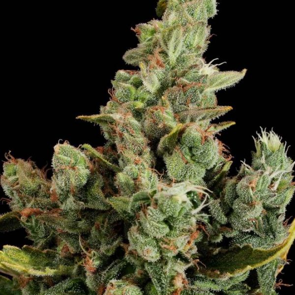 cheese faminized seed