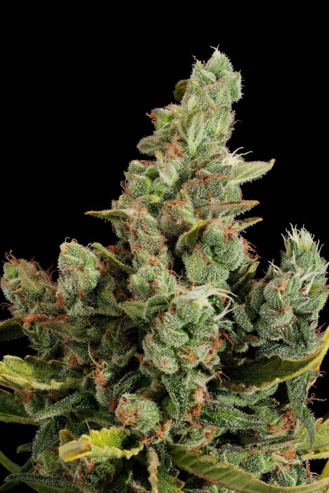 cheese faminized seed cheese faminized seed