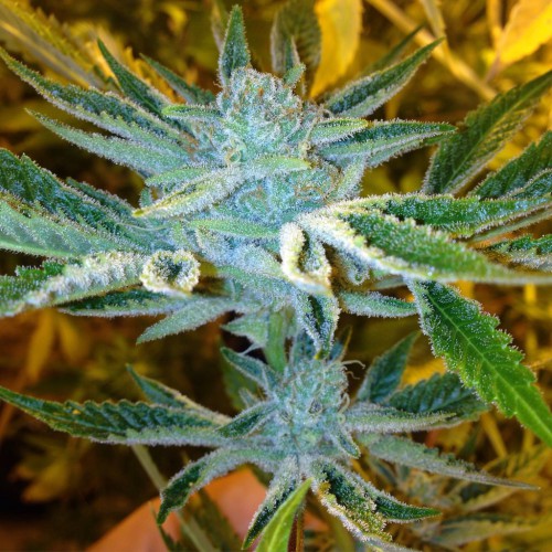 chem bubbly, Original chem bubbly