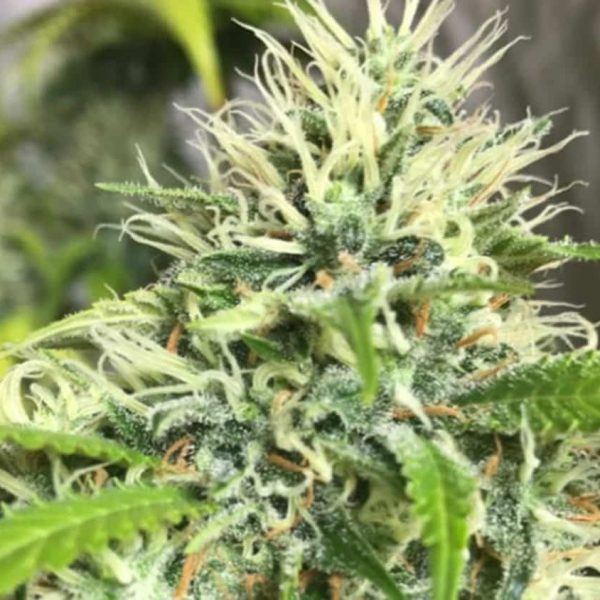 cinderella-99-strain