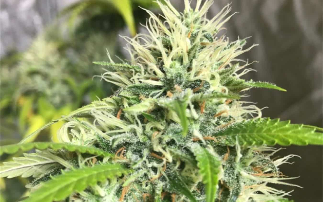 cinderella-99-strain