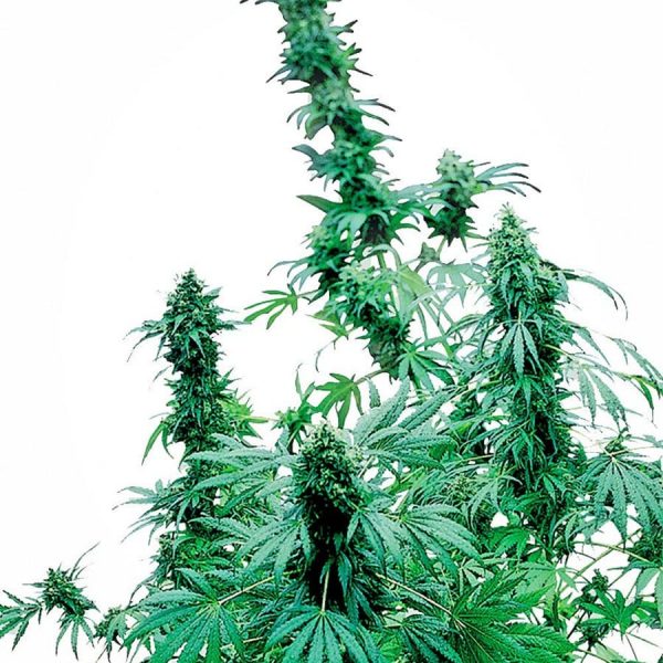 early-skunk-feminised-xl