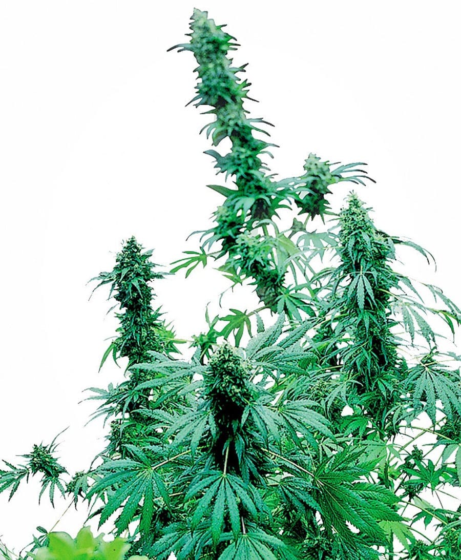 early-skunk-feminised-xl. Fresh Seeds early-skunk-feminised-xl