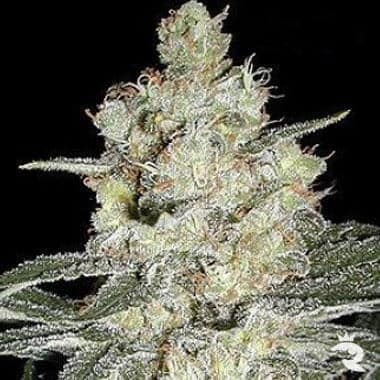 original-skunk-1