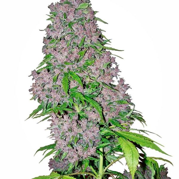 purple-bud-xl