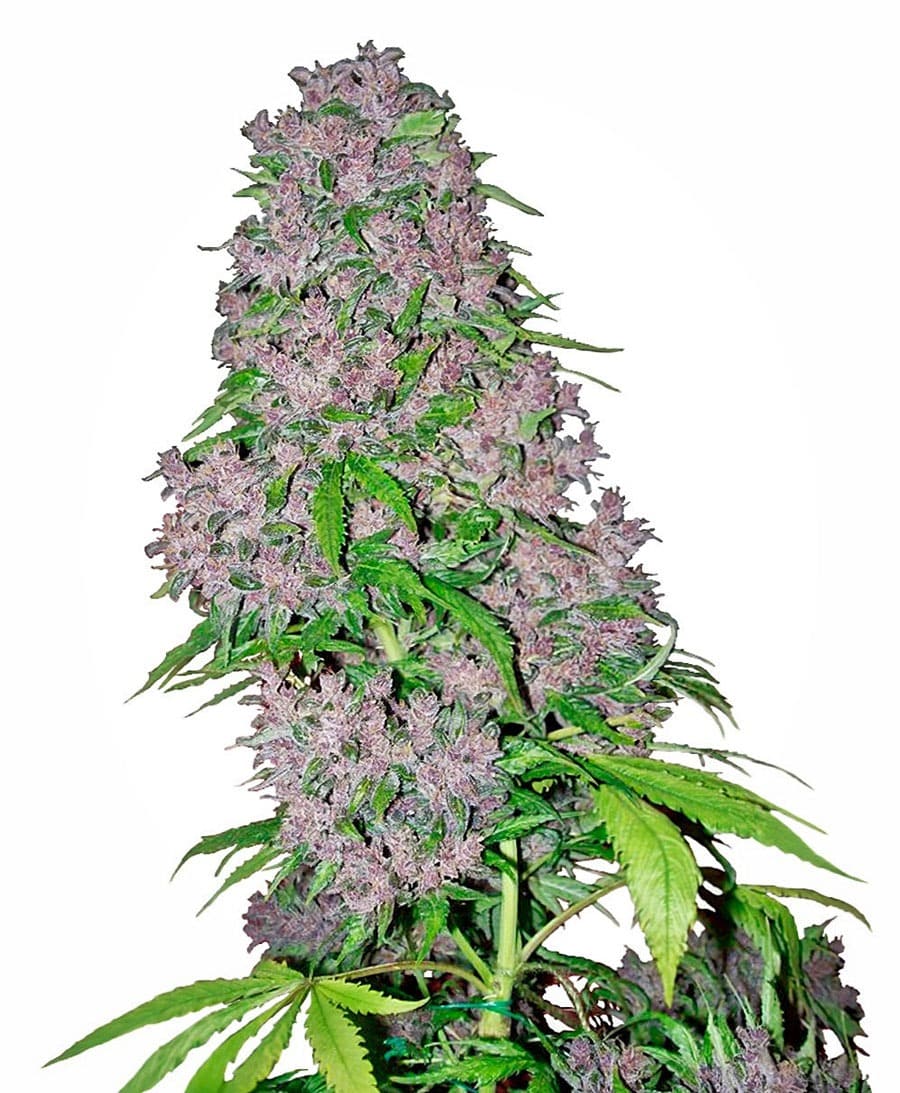 purple-bud-xl. Fresh Seeds
.Original Seeds purple-bud-xl