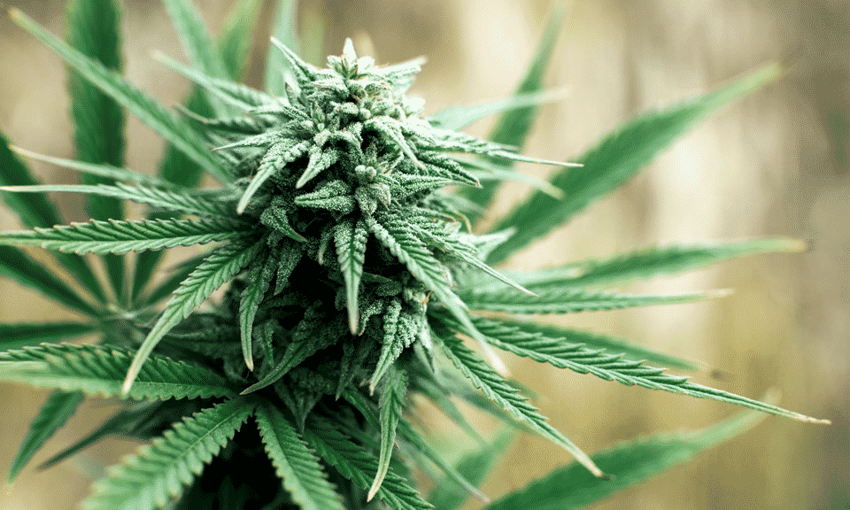 Growing Marijuana Seed